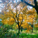 秋天去哪看红叶银杏，来奥森公园吧