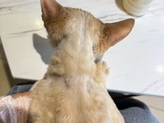 -藏猫猫咖啡主题馆(中央大道店)