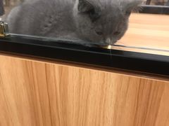 -袖虎·猫馆(体育西路店)