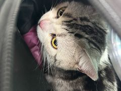 -北京观赏动物医院·24小时大型综合·猫专科·异宠专科