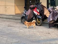 -里兆打面馆