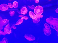 -波塞冬旅游度假区