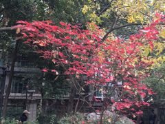 -神仙树公园