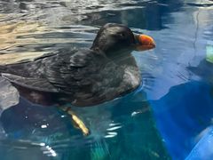 -大阪海游馆