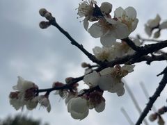 -昆山城市生态森林公园