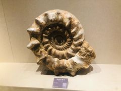 -安徽省地质博物馆