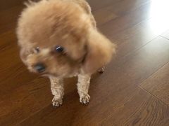 -Pets First伊珊娜洗护·精致美容·家庭式寄养(新会路店)