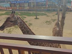 -西霞口神雕山野生动物世界