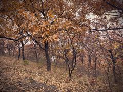 -北京十三陵国家森林公园蟒山景区