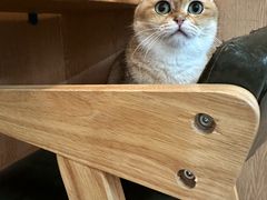 -MOCHA明星猫咖(田子坊店)