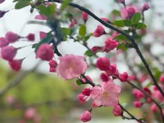 -南汇桃花村