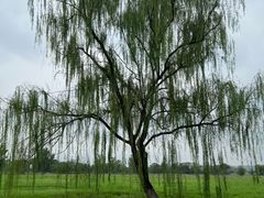 -汉长安城未央宫国家考古遗址公园