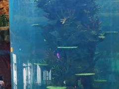 -青岛嘉年华主题乐园