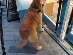 -飞行喵MR PILOT|猫舍·猫咖(静安大融城店)