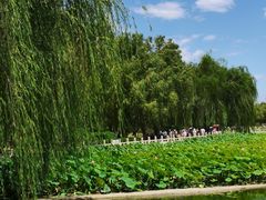 -莲花池公园