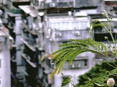 -东望洋炮台东望洋灯塔