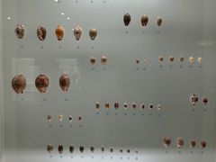 -青岛贝壳博物馆