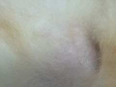 -袖虎宠物(锦绣生态园店)