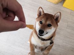 -柴犬高等学院·狗咖·柴犬售卖·宠物训练