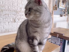 -平行世界·猫咖(首经贸店)