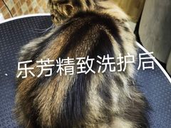 -汪小喵宠物·戴维斯乐芳希施宠馨宝皮毛调理洗护店