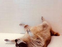 -浣熊柯尔鸭土拨鼠·电玩咖