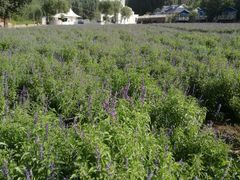 -紫海香堤香草艺术庄园