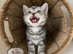 -喵zoo家庭繁育猫舍(尖东智能花园店)