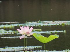 -番禺大夫山森林公园