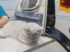 -中农国际动物医院24小时·猫科·骨科·急重症中心
