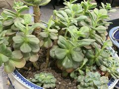 -陈熹公民族美食文化餐厅(中华广场店)