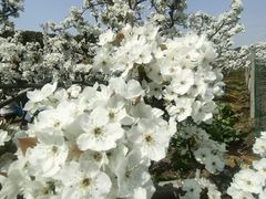 -树山生态村
