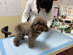 -美联众合动物医院·24h转诊中心