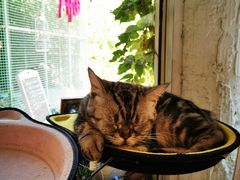 -有猫主题·治愈系猫咖(曾厝垵店)