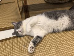 -柴迷FANS CLUB·柴犬狗咖·猫咖