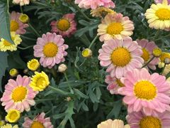 -上海植物园-4号门售票处