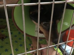 -瑞派动物医院·猫专科·至诚(江南中分院)