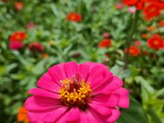 -桤木河湿地公园