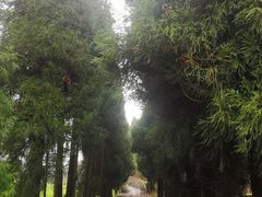 -武陵山森林公园