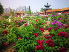 -曹州百花园