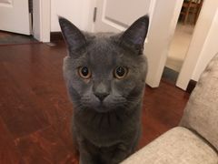 -芭比堂动物医院·犬猫全科·异宠专科(雁塔分院)