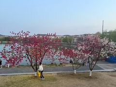 -羊山湖公园