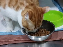 -四月宠物医院·猫专科·心脏专科·内科(转塘店)