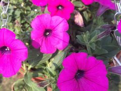 -杭州湾海上花田景区