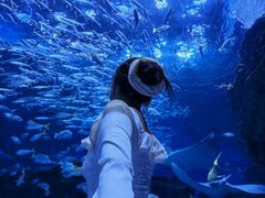 -海合安成都极地海洋公园