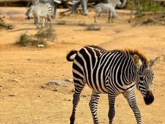 -杭州野生动物世界