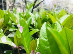 -武汉大学-樱园