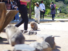 -岚山猴子公园