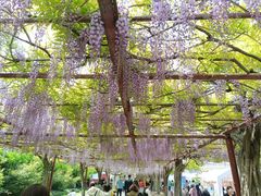 -嘉定紫藤园