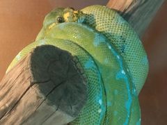-上海大自然野生昆虫馆